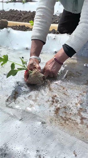 WATCH This Genius "Water-Flow" Planting Technique 🌊