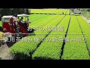 新茶 乗用茶摘み機でお茶摘みビデオ