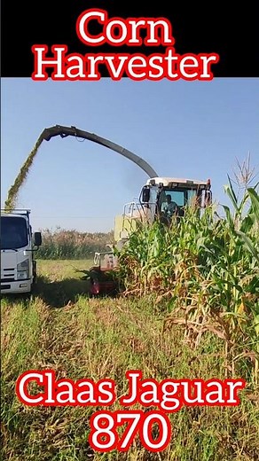 CLAAS Jaguar 870 Harvesting Corn and Loading ISUZU Truck | Powerful Silage Action! #claas