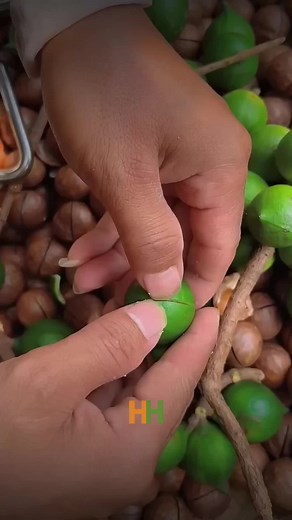 Macadamia: The Hardest Nut in the World