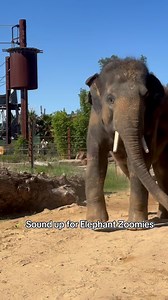 Have you ever seen Elephant zoomies? 🎺🐘 📸 keeper Deane | Sydney Zoo
