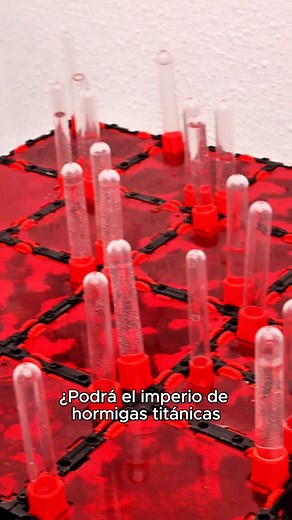 Camarón mantis va hormigas titánicas . . . . . . . . . . . . . . . . . . . . . . . . . . . . . . #bichos #hormigas #curiosidades #insectos #naturaleza #macro #documental #anthouse #salvaje #vs | Anthouse.es