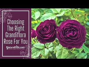 Choosing the Right Grandiflora Rose For You | NatureHills.com