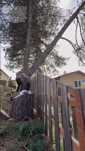 Baum fällen: Wie Experten gefährliche Bäume sicher entfernen