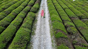 2.5K views · 249 reactions | The tea economy of Jingdezhen has been a key part of the area's rural revitalization, creating a better life for local residents by improving their incomes. Join Rachel at the Shiziyuan Tea Garden to learn more about the tea production process and why tourists are flocking here now. #FieldsofHope #Jiangxi | CGTN | Facebook