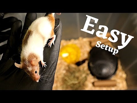 Easy Mouse Breeding Setup (Under $50)