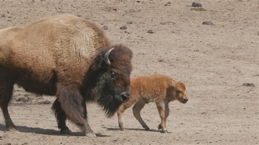 22K views · 1K reactions | Important bison calf update! Our first bison calf of the season, born on Earth Day, April 22, is doing great! Currently weighing around 60 lbs, the calf is tiny compared to the adults, who weigh between 1500—2200 lbs for a male and 900—1200 lbs for an adult female. However, bison calves are hardy, and she is settling in well with the herd while staying close to her mom. See if you can spot her in the Bison Exhibit when you visit. | Bronx Zoo | Facebook