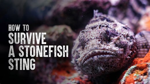 The painful sting of a stonefish and how to survive