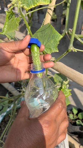 Easy way to protect cucumber from insects using water bottles #gardening #growyourownfood #cucumber