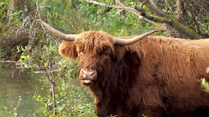 Free video - Highland, Cow, Cattle, Beef