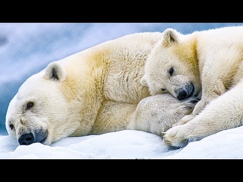 POLAR BEAR Trailer (2022) Disney