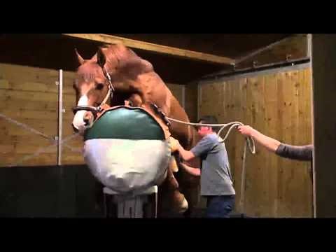 centre insémination le montellier - Beligneux le Haras