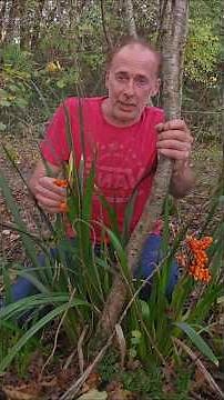 Stinking Iris (i.foetidissima) #gardening #woodland #nativeplants #iris #herbs #adventure #ideas