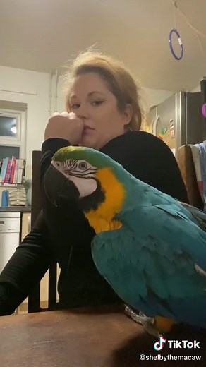 Unbelievably Loud Macaw Screams - Shelby The Macaw