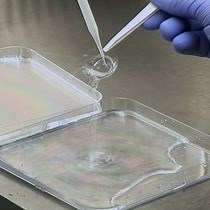 Video: Preparation of Hydroxy-PAAm Hydrogels for Decoupling the Effects of Mechanotransduction Cues