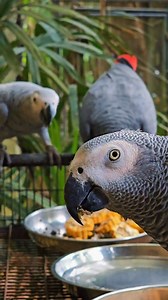 7.7K reactions · 3K shares | A Symphony of Wings! Spend your day surrounded by the beauty of chirps and colors.  Visit us today for an unforgettable experience!  www.waterworld.lk |  +94 753520744 Bird Park Kelaniya - Fall in love with the beauty of flight! | Water World Sri Lanka | Facebook