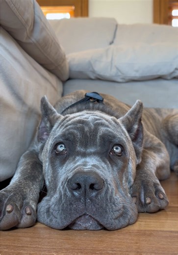 Cane Corso Puppy Training Tips for New Owners