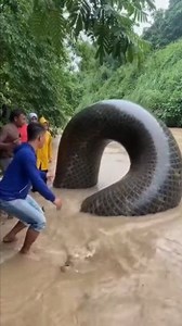 6.2K views · 49 reactions | Chilling by the river… when suddenly a...