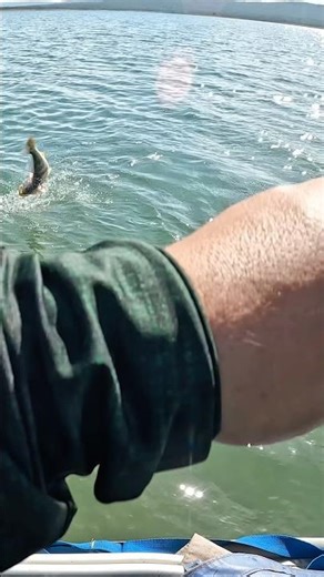 THIS LURE IS DEADLY IN TRÊS MARIAS! Fishing at @chaledonaim #fishing #eoluisquetafalando #fishing