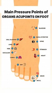 Main Acupressure Points of Organs acupressure location on feet. 🐾 Press those points 📍 Sourav Yoga #helth #yoga #acupressurepoints #trending #trendingreels #viral #viralreels #acupressure #acupoints #pressure #organce #organic #healthylifestyle #legs #football #feet #massage #shiva #radheradhe #radhaashtami #harekrishna #iscon #massagetherapy #india #kolkata #uae #dubai #usa #greenlight #canada #yogis | Sourav Yoga
