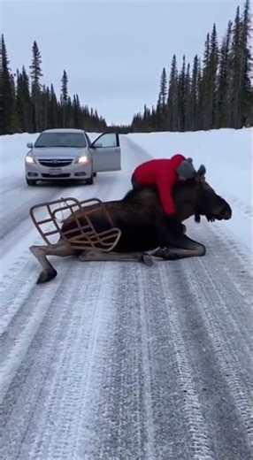 He Saved a Helpless Animal… 🥺❤️ #shorts #animalrescue #wildlife #wildliferescue