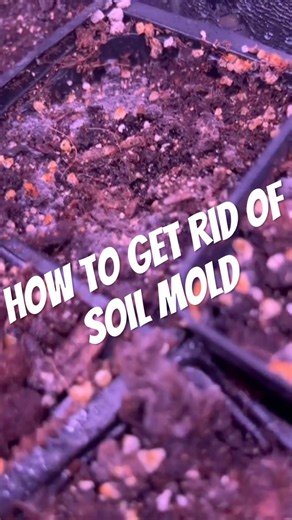 How to get rid of soil mold #soilmold #andrethefarmer #gardeningtips #gardeninghacks #soilhealth