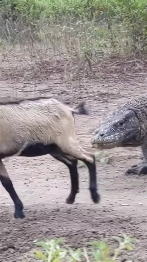 Komodo Dragon Launching a Brutal Attack