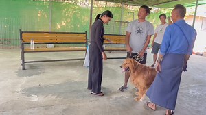 127K views · 4.2K reactions | သမီး​လေး Lora ကတော့ လိုအပ်ချက်​တွေပြုပြင်ဖို့အတွက် ​ကျောင်းလာတက်ပါပီခင်ဗျာ… #Dog_Trainer_Ko_Ye #Smart_Dog_Training_School_Myanmar... #Ph_09420173001_Ygn. Google map address: 16°53'55.0"N 96°10'23.7"E | SMART DOG TRAINING SCHOOL - MYANMAR | Facebook