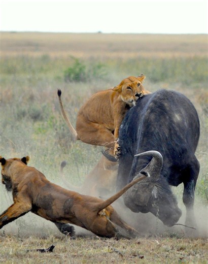 21 Rare Moments Of Prey Attacking Predators Caught On Camera 🐰vs🐕 | Amazing Nature