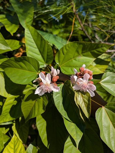 Medicinal Leaves 101: Annatto | The Weeds and Seeds Guy