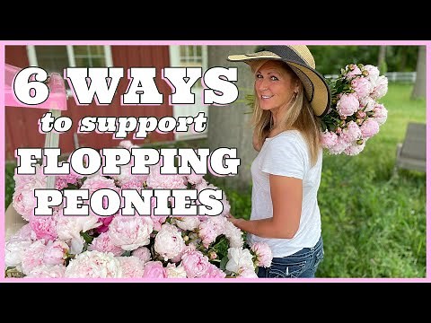6 Ways to Support Flopping Peonies