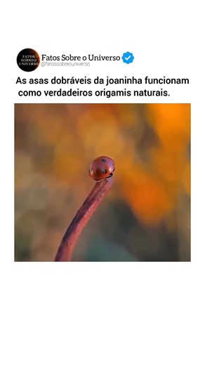 30K views · 498 reactions | As joaninhas, pequenas e encantadoras,...