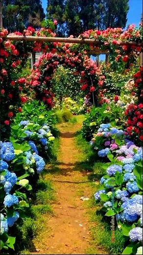 Exploring a Stunning Rose Garden 🌹 Nature’s Most Beautiful Flowers