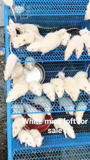 White mice loft for sale 🐹🐹🐹🥰😍🥰😍🥰 # Mice Lover # Pet Lover