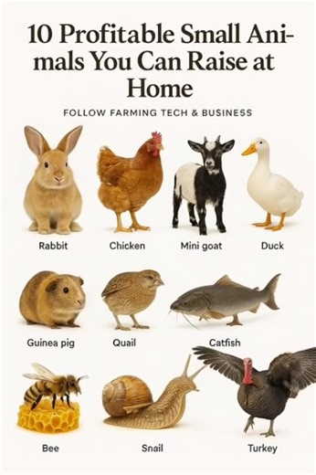 Here are the 10 Small Animals That Can Make You Big Money at Home #FarmingBusiness #AnimalFarming #RabbitFarming #GoatFarming #PoultryFarming #Agribusiness #FarmToWealth #FarmingNigeria #AgritechAfrica #BackyardFarming #SmallScaleFarming #FarmLife #FarmingTips #SnailFarming #FishFarming #QuailFarming #BeeKeeping #OrganicFarming #FarmSuccess #FarmingForProfit | Farming Tech& Business