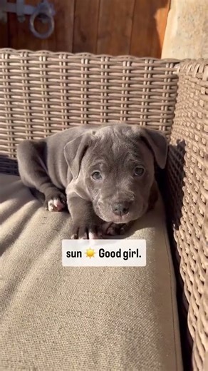 🎯 Smart Cane Corso Puppy Training Tricks 🧠 #DogTraining #CaneCorso #viralvideo