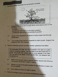 The picture below illustrates the transpiration process.1.1 S... | Filo