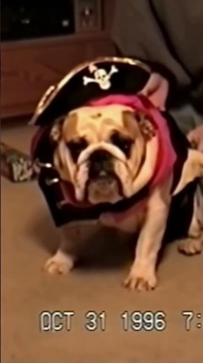 Grumpy Pirate Pup 🏴☠️ Funny Halloween Dog Costume
