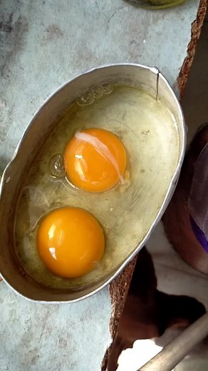 Steam Egg for betta #BEEttaHauz #teamcorona #bettafish #fyp #fyp