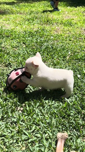 Sir Benedict is 5 weeks old. He is avail-able #puppyvideos #frenchbulldog #goodpup