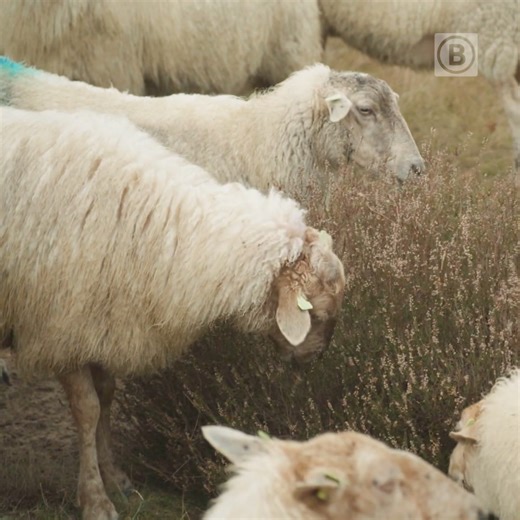 Met 'Lammers' als achternaam zou Frank toch een beetje met schapen moeten kunnen praten? 🐑 | Omroep Brabant