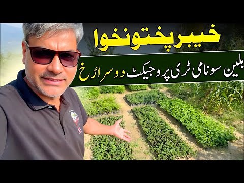 Inside the Billion Tree Tsunami Project in KPK | First-Hand Visit & Real Insights