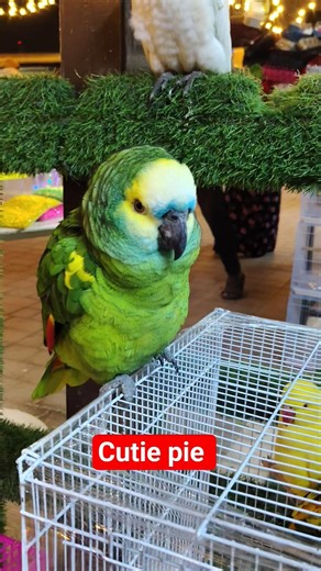 beautiful blue fronted Amazon parrot #amazon #parrot #birds #feedshorts #viralvideo #fypシ #todayfeed