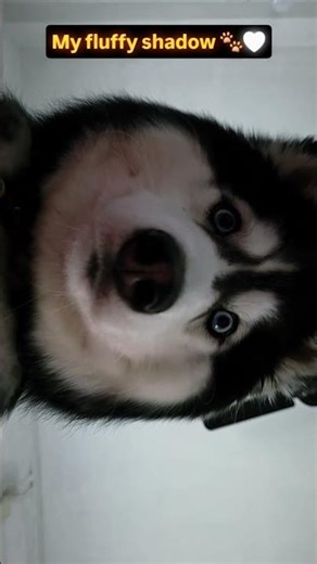 my baby girl 🤍 #husky #siberianhusky #cutemoments #capture #india