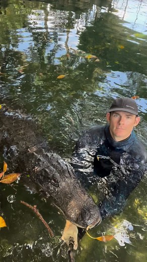 “Do the gators love you, would they protect you, are they tame??” NOOOOOO!!!! This is one of the biggest points I’m constantly trying to get across to people, these are WILD ANIMALS, not pets, not domesticated, and absolutely will kill and eat you if you mess up. People live in the soft world of society and get this false sense of security, they real world is a brutal and uncaring place, and among wild apex predators like this there is no love lost between eating a caretaker. as I’ve explained m