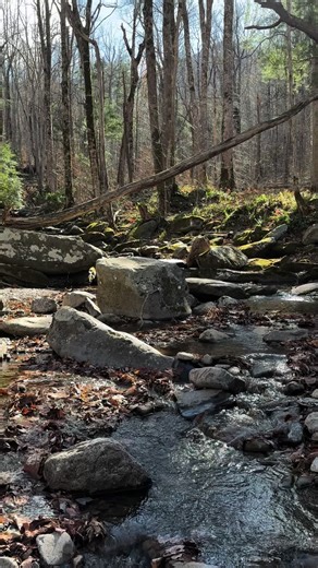 Fern Gully Inspired Nature Dates 🌿