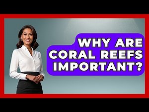 Why Are Coral Reefs Important? - The Marine Life Explorer
