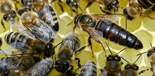 Why do bees have queens? 2 biologists explain this insect’s social structure – and why some bees don’t have a queen at all