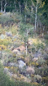 Anyone miss September? #elk #bullelk #elkrut #elkantler #elkcountry #digiscoping #swarovskioptik #iphonevideo | Porcupine Adventures