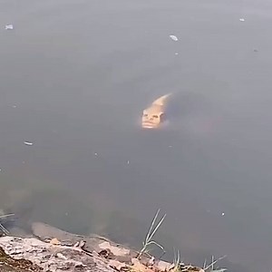 Strange fish spotted with human like face 😱 | Newsflare